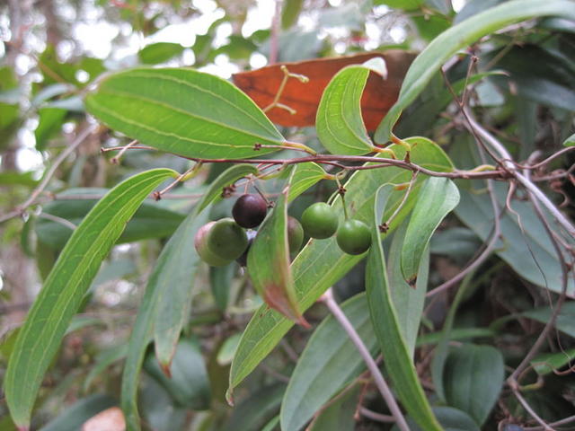 Smilax glyciphylla green fruit