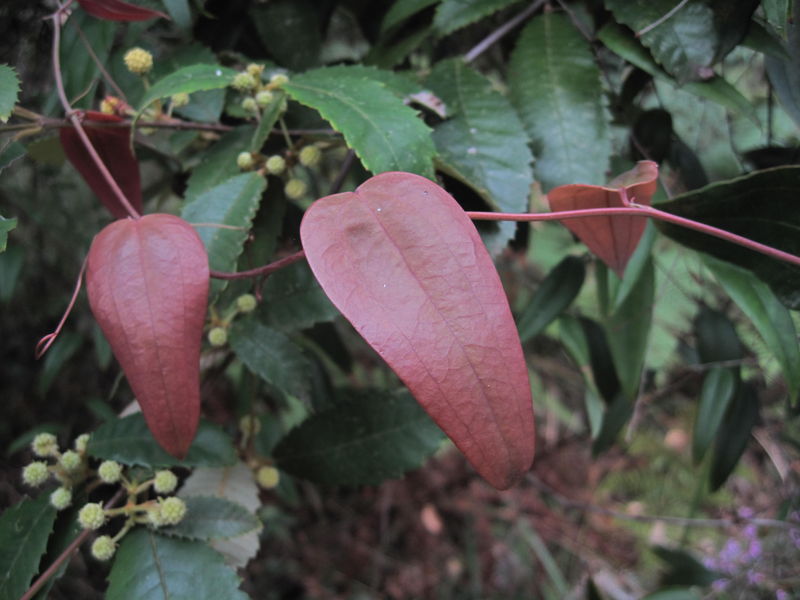 Smilax glyciphylla new growth