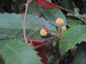 Smilax glyciphylla tendrils on Callicoma bud