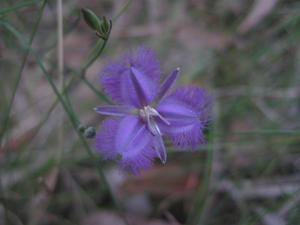 Thysanotus tuberosus