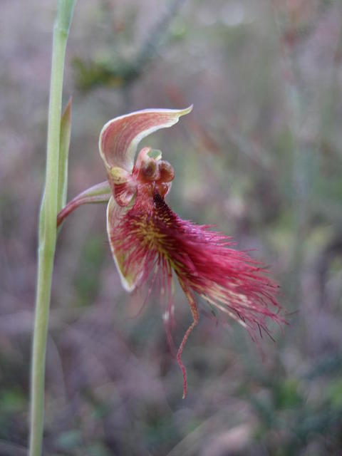 Calochilus paludosus