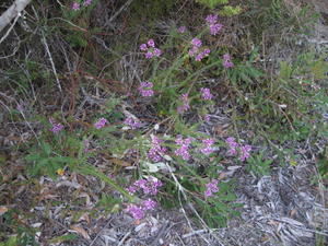 Comesperma ericinum plant shape