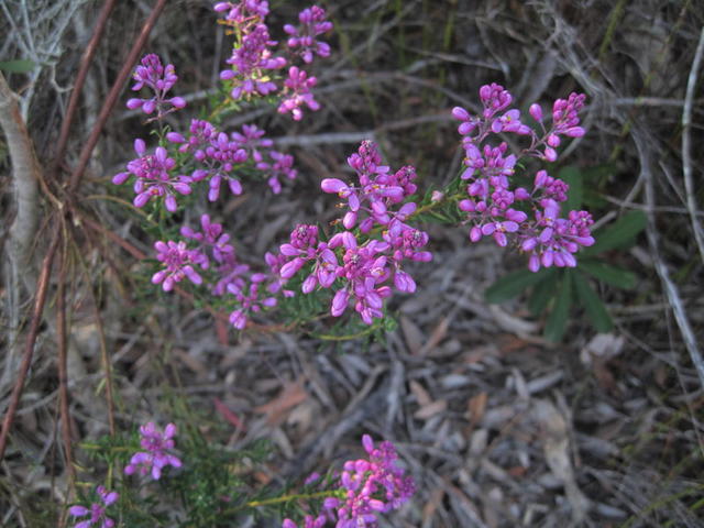 Comesperma ericinum flowers