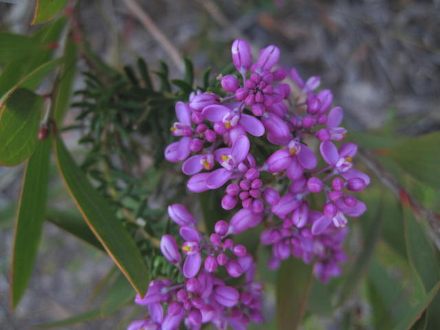 Comesperms ericinum flowers