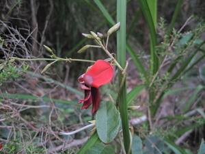 Kennedia rubicunda flower