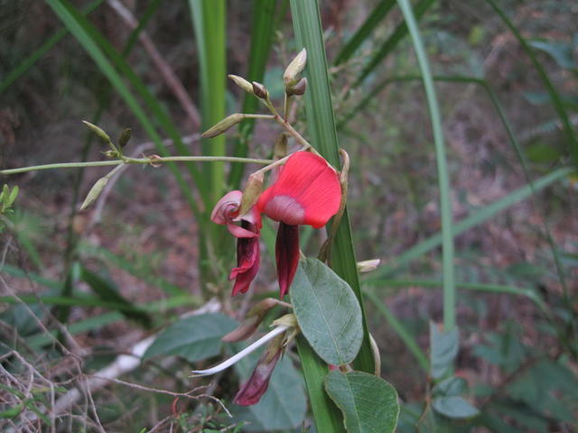 Kennedia rubicunda flower