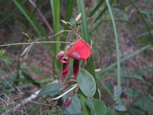 Kennedia rubicunda flower