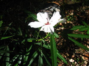 Hibiscus heterophyllus