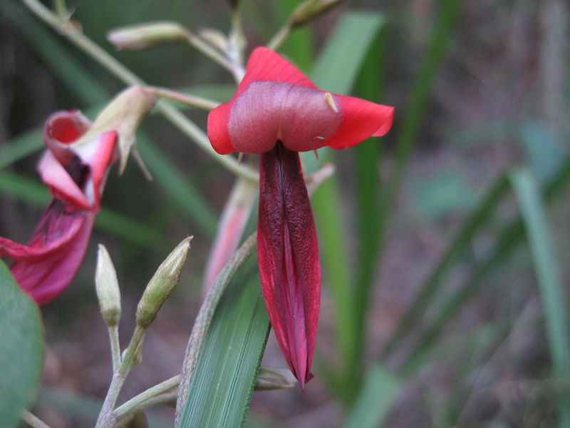 Kennedia rubicunda flower