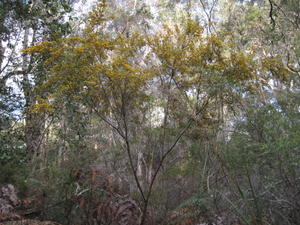 Pultenaea blakelyi plant shape