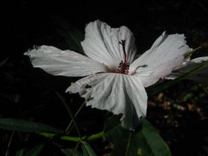 Hibiscus heterophyllus - Native Rosella