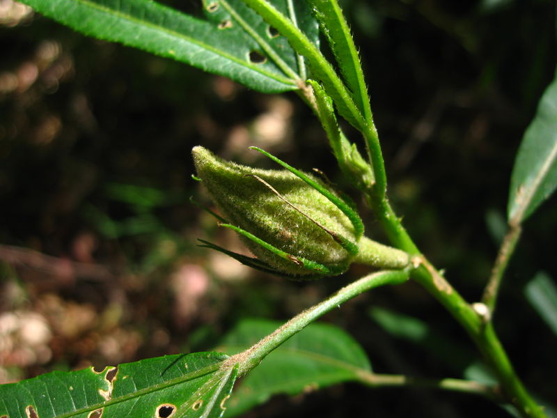 Hibiscus heterophyllus bud