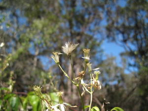 Clematis glycinoides seed heads