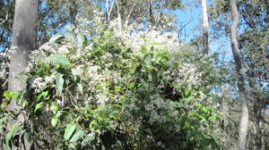 Clematis glycinoides flowers covering a shrub