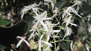 Clematis glycinoides flowers