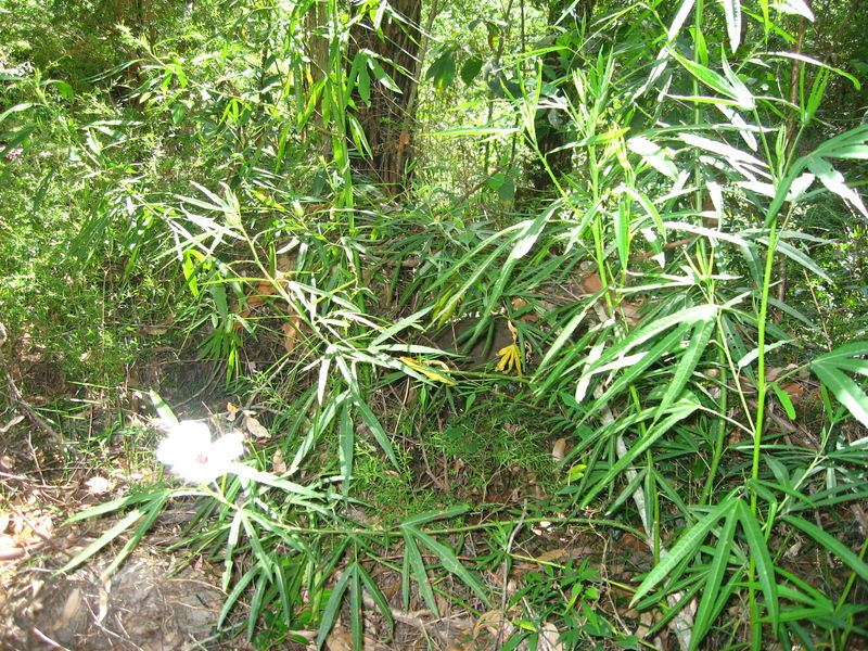 Hibiscus heterophyllus habit