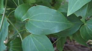 Clematis glycinoides leaf