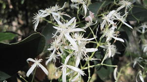 Clematis glycinoides - Old Man's Beard