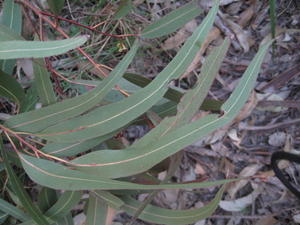 Eucalyptus tereticornis long slender mature leaves