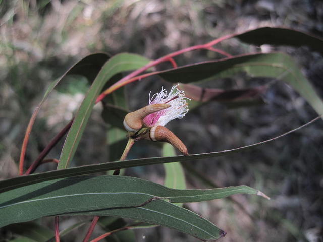 Eucalyptus tereticornis flowers and buds