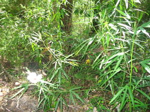 Hibiscus heterophyllus habit