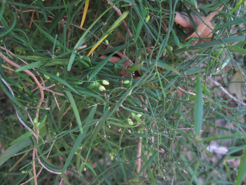 Geitonoplesium cymosum dense growth allows self twining