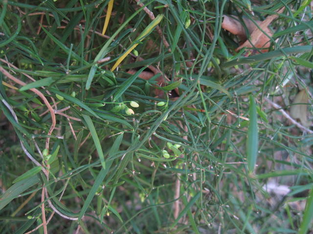 Geitonoplesium cymosum dense growth allows self twining