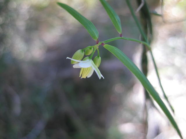 Geitonoplesium cymosum flower