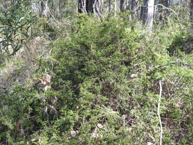 Leucopogon juniperinus plant shape