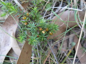 Leucopogon juniperinus fruit