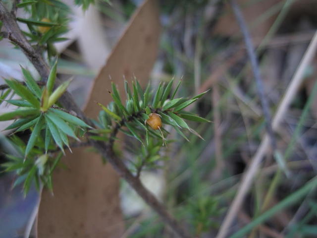 Leucopogon juniperinus fruit