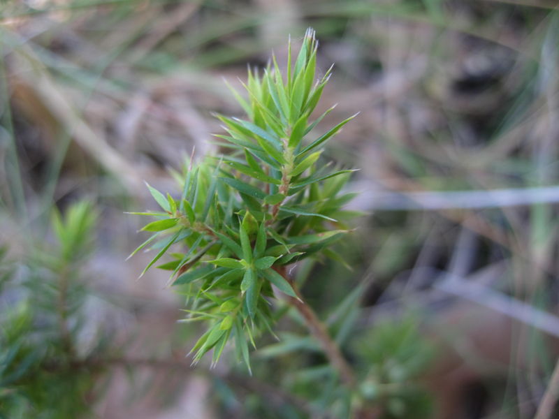 Leucopogon juniperinus leaves