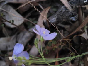 Linum marginale flower