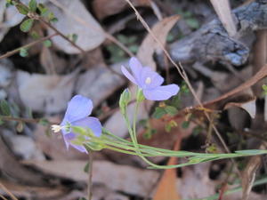 Linum marginale flowers