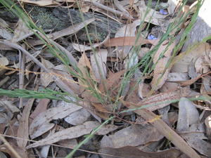 Linum marginale plant shape