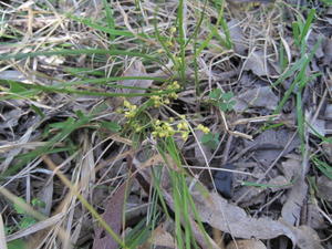 Lomandra filiformis 