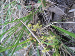 Lomandra filiformis