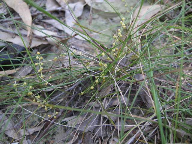 Lomandra filiformis 