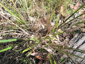 Lomandra multiflora plant shape