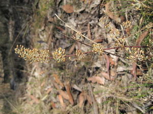 Lomandra multiflora 