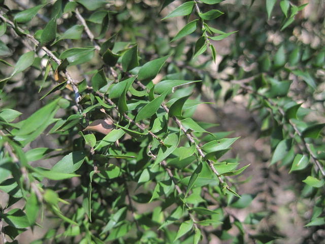 Melaleuca stypheloides twisted sharply pointed leaves