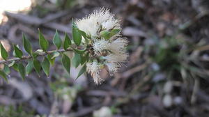 Melaleuca stypheloides - Prickly Paperbark