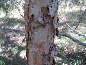 Melaleuca stypheloides paperbark