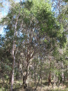 Melaleuca stypheloides tree shape