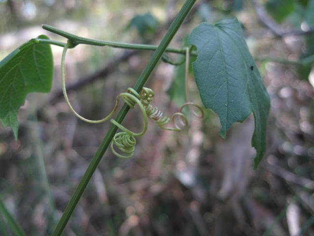 Passiflora herbertiana tendrils