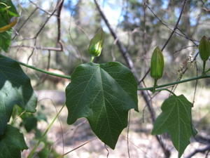 Passiflora herbertiana bud and leaf shape