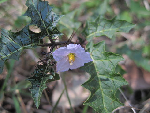 Solanum prinophyllum flower