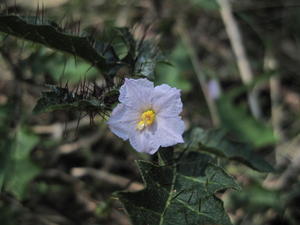 Solanum prinophyllum flower