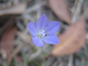 Wahlenbergia communis flower