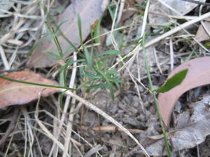 Wahlenbergia communis plant shape